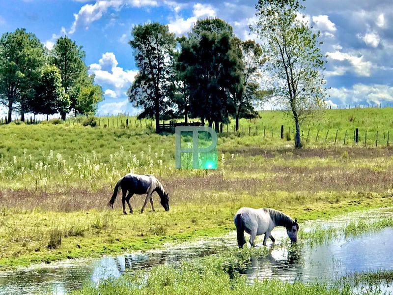 Horses in the pond